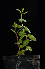 piantina di menta © michele.pautasso