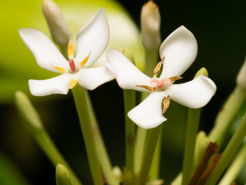 Closeup White lxora