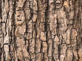 bark of tree texture