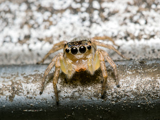 Jumping Spider on old rust metal