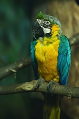 parrot