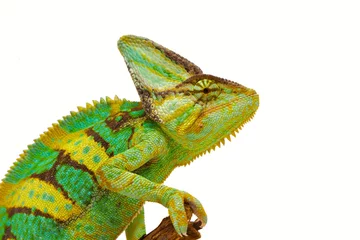 Printed kitchen splashbacks Chameleon chameleon