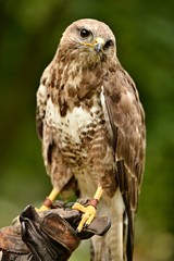 faucon et fauconnier