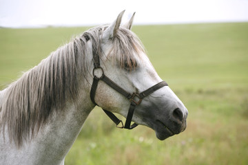 Obraz na płótnie Canvas Purebred arabian horse posing on pasture