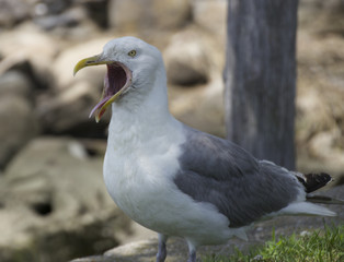 Sea Gull with Open Mouth