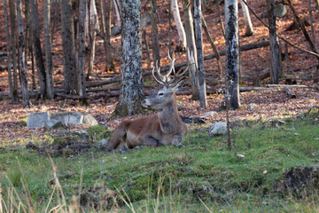 Elk Resting in the forest