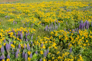 Wildflower meadow with native plants