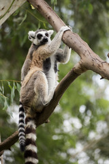 Ring-tailed lemur