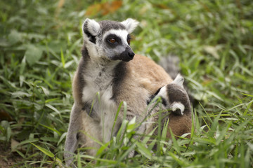 ring-tailed lemur with babies