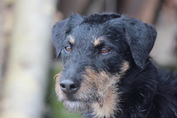 Верный друг