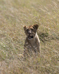 juvenile lion