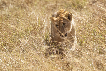 Lion cub