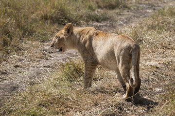 Lion cub crossing road