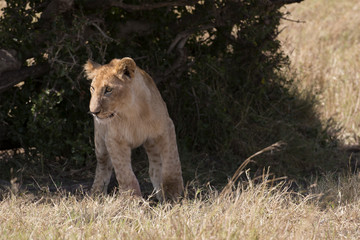 Lion cub step out from bushes