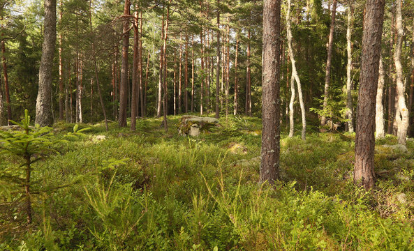 Natural untouched pine forest