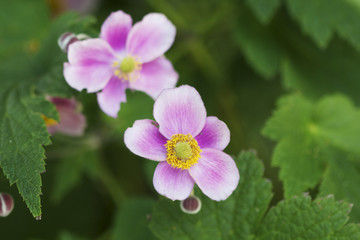 Fototapeta premium Flowering raspberries