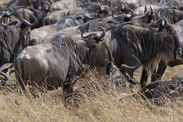 Great Wildebeest Migration