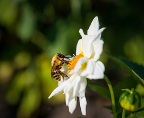 A bumble bee feeds on white Cosmos flower. Selective focus.