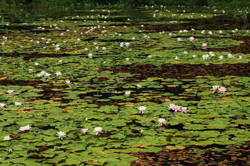 志賀高原　蓮池のヒツジグサ