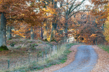 Country road © Lars Johansson