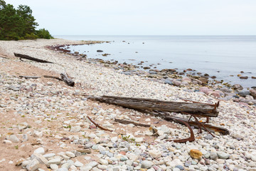 Sandy beach with driftwood