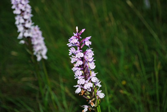 Diptam Dictamnus albus