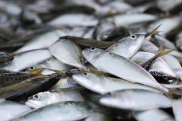 Fresh fish in the marget