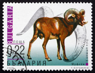 Postage stamp Bulgaria 2000 Mountain Sheep, Wild Sheep