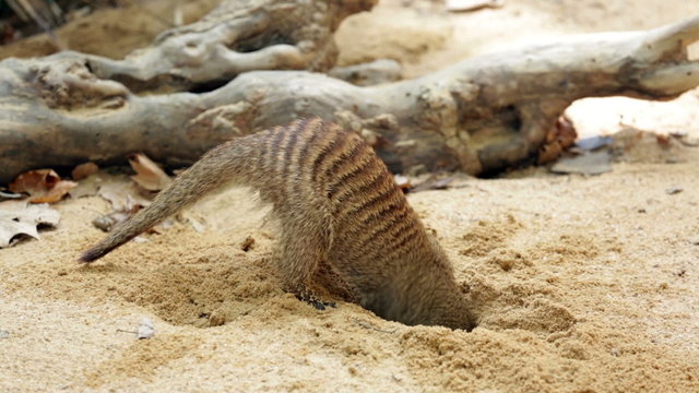 Banded mongoose (Mungos mungo) digging the ground