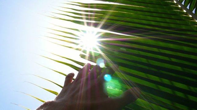 Male Hand Touching Palm Leaf with Sun. Slow Motion.