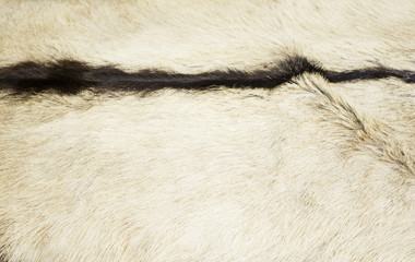 Animal fur sale