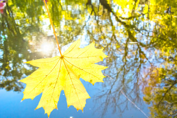 Yellow maple leaf on a background of water reflections of autumn