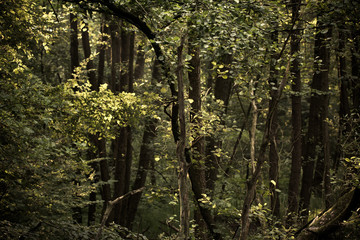 Dicht stehende Laubb&auml;ume