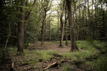 Fototapeta premium Laubbäume