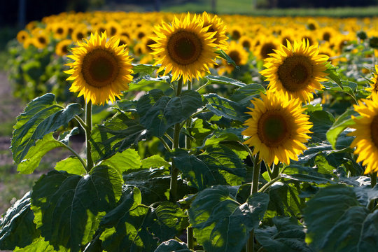 Tournesols &agrave; contrejour