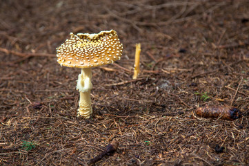 Fungus in the forest -  Slovakia
