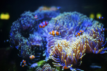 Clown Fishes - 68625377