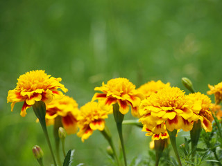 Tagetes (Marigold) flowers