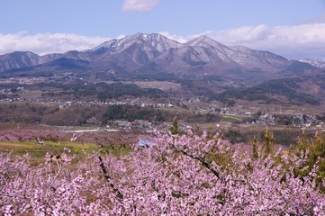 桃の花と茅が岳
