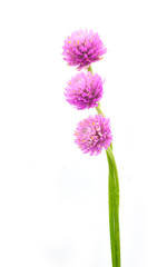 Globe amaranth