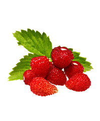 Wild strawberry