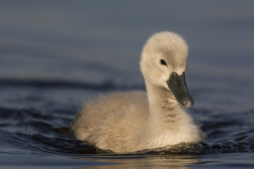 Jeunes cygnes (cygnons, cygneaux) sur l'étang du marais du Crot