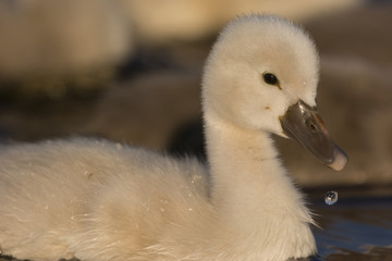 Jeunes cygnes (cygnons, cygneaux) sur l'étang du marais du Crot