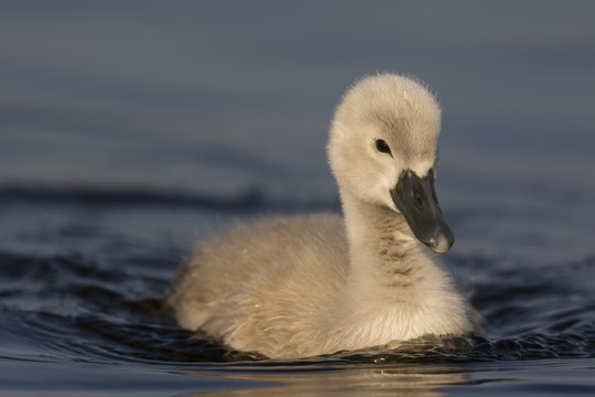 Jeunes cygnes (cygnons, cygneaux) sur l'&eacute;tang du marais du Crot