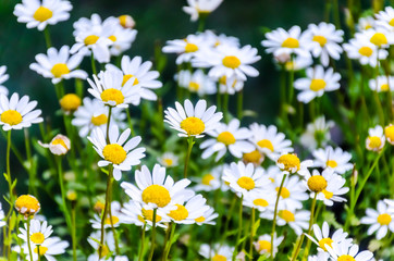 White Daisy flowers