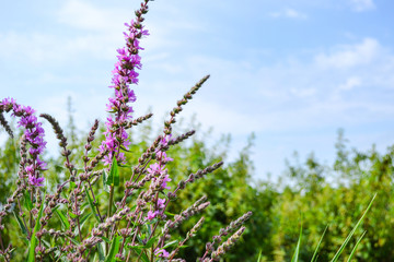 Landschaft mit violetten Blumen
