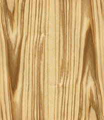 Naklejka premium texture of ash tree