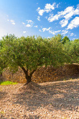 Fototapeta premium Olives taste like Sun