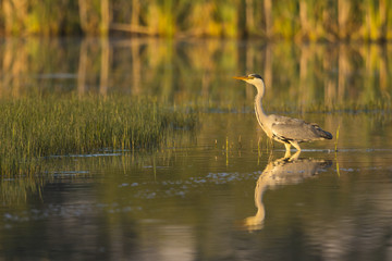 Héron cendré - Ardea cinerea - Grey Heron au marais du Crotoy