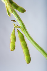 Soybean pods